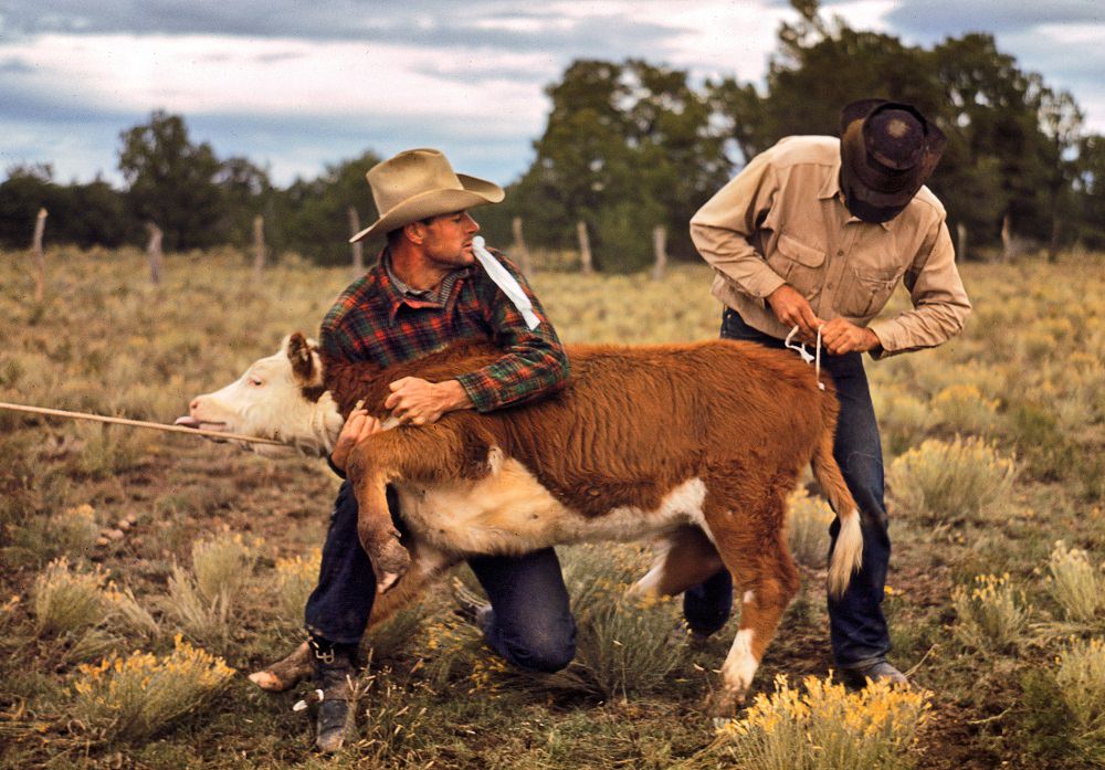 Tying a ribbon on a calf's tail was one of the feature attractions at the Pie Town Fair rodeo, Pie Town, New Mexico, September 1940