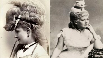 Victorian Taxidermy Hats