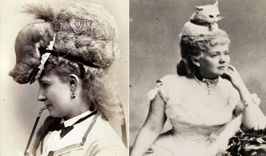 Victorian Taxidermy Hats