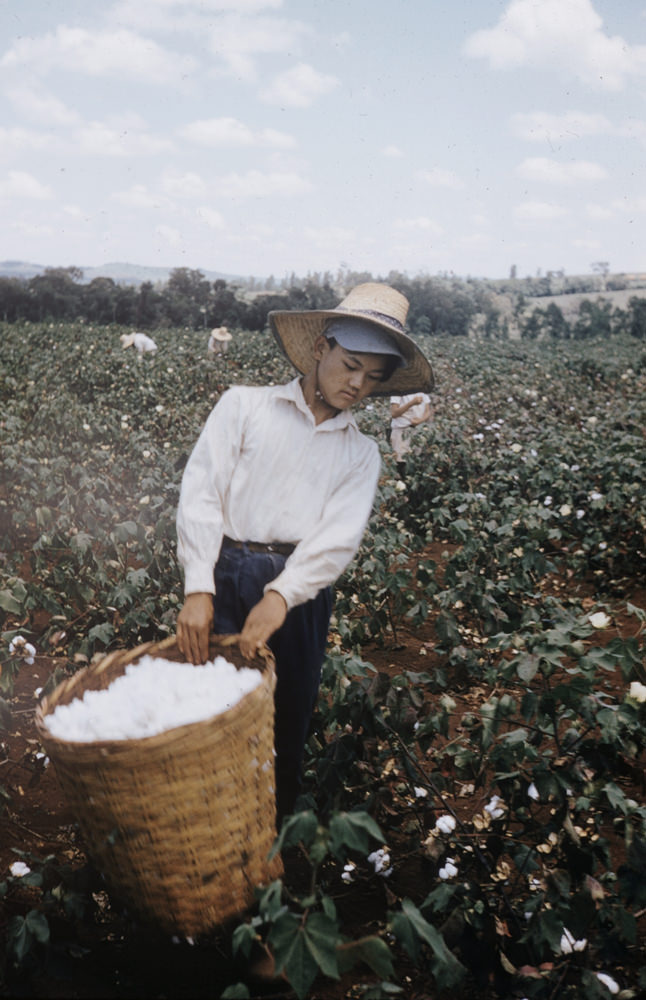 Women picking cotton, Brazil, 1957