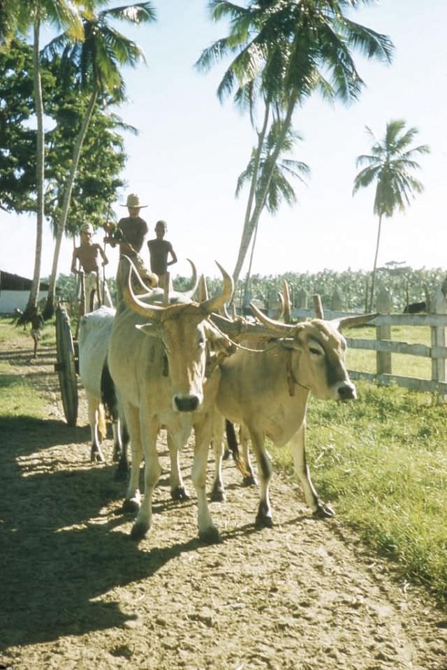 Mixed Brazilian and Indian cattle on the Sa family ranch outside Salvador.
