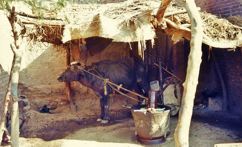 The blindfolded buffalo grinds mustard seed at Raiwind, Lahore, 1960s