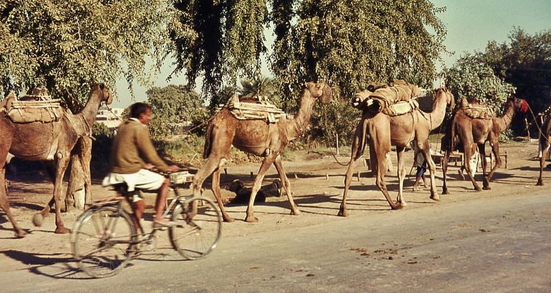 Okara Camel train