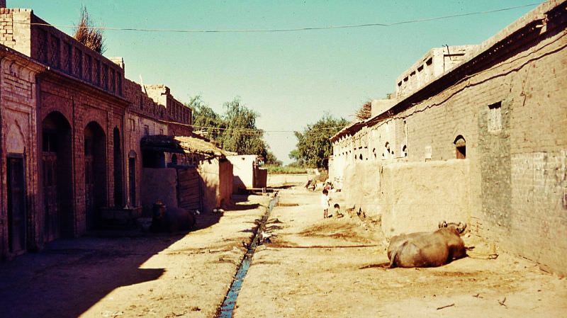 An open sewer runs down the centre of this village street whilst the buffalo lies in the sun, Chang Manga