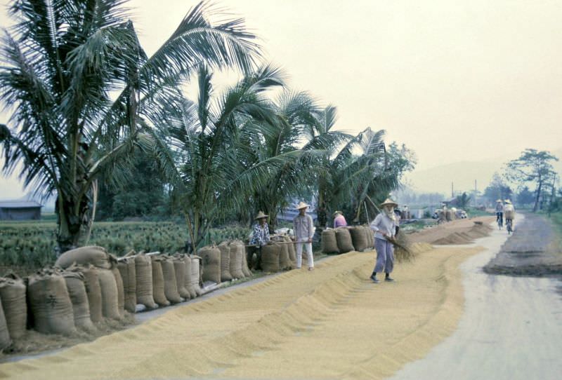 Rice drying on the road after threshing, Taiwan, 1970s