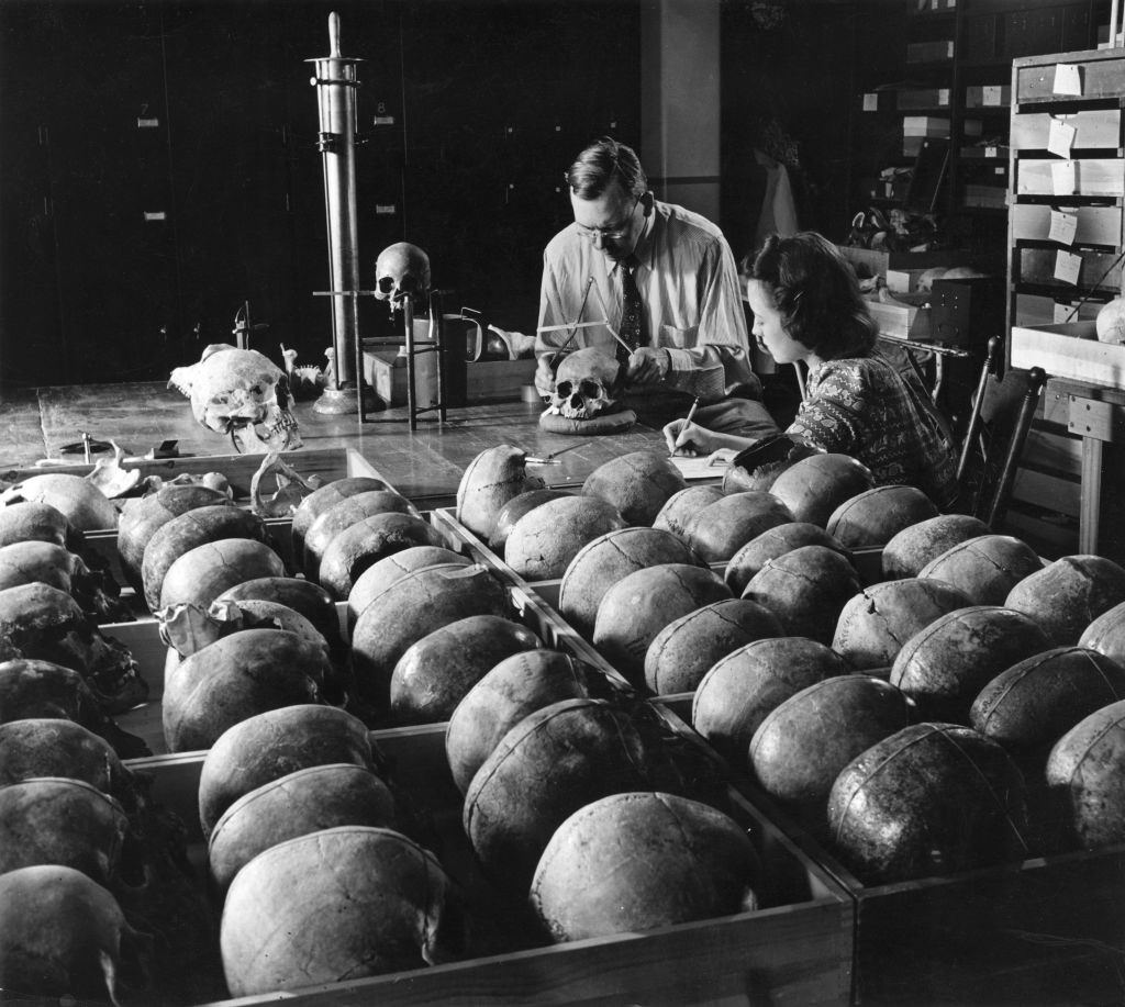 American Anthrologist Earnest Albert Hooton and on identified woman of Harvard University standing with trays of skulls used in his research on evolution, 1939