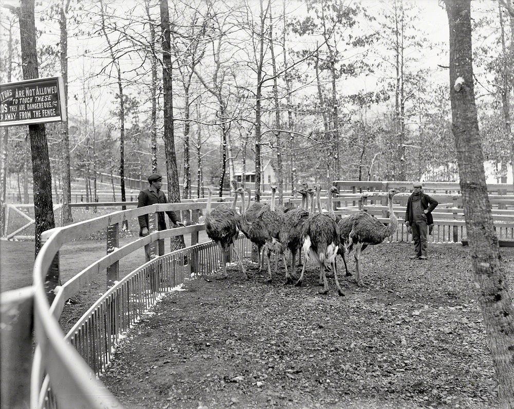 Ostrich farm, Hot Springs, Arkansas, 1900