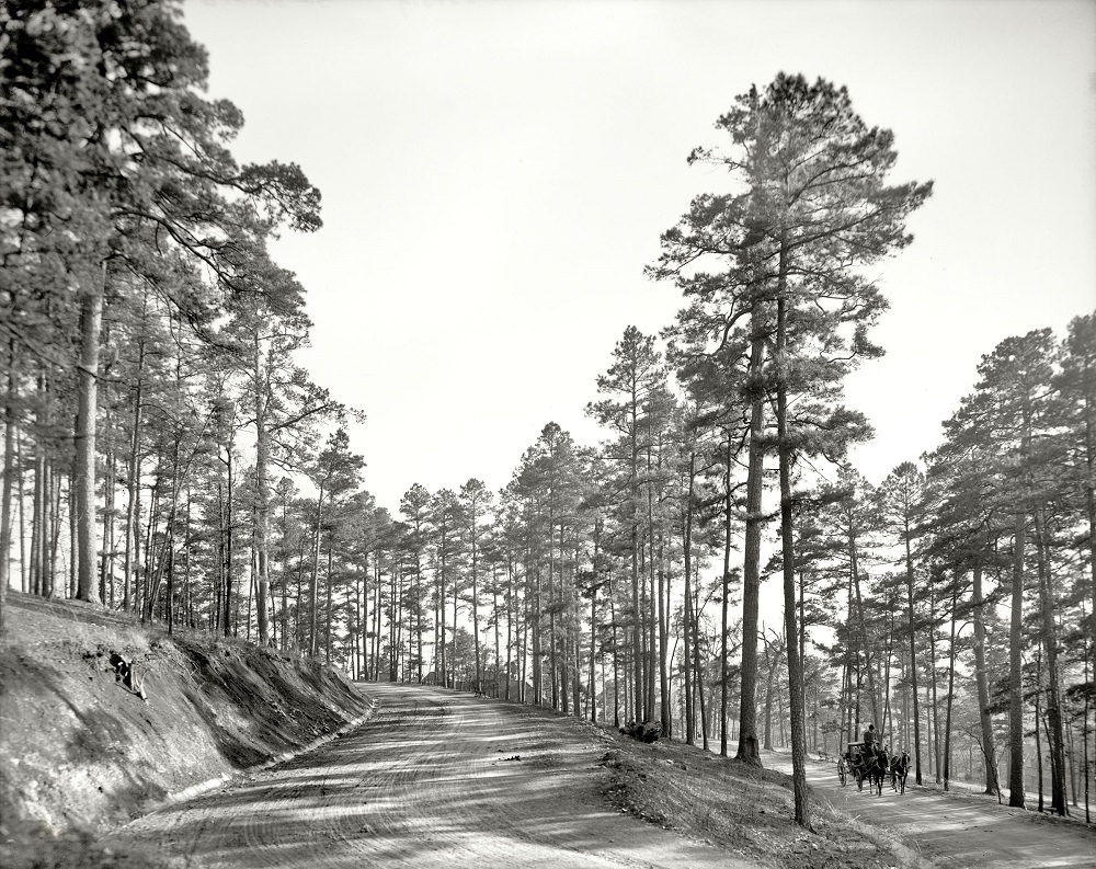 Roadway through the pines, Hot Springs, Arkansas, circa 1905