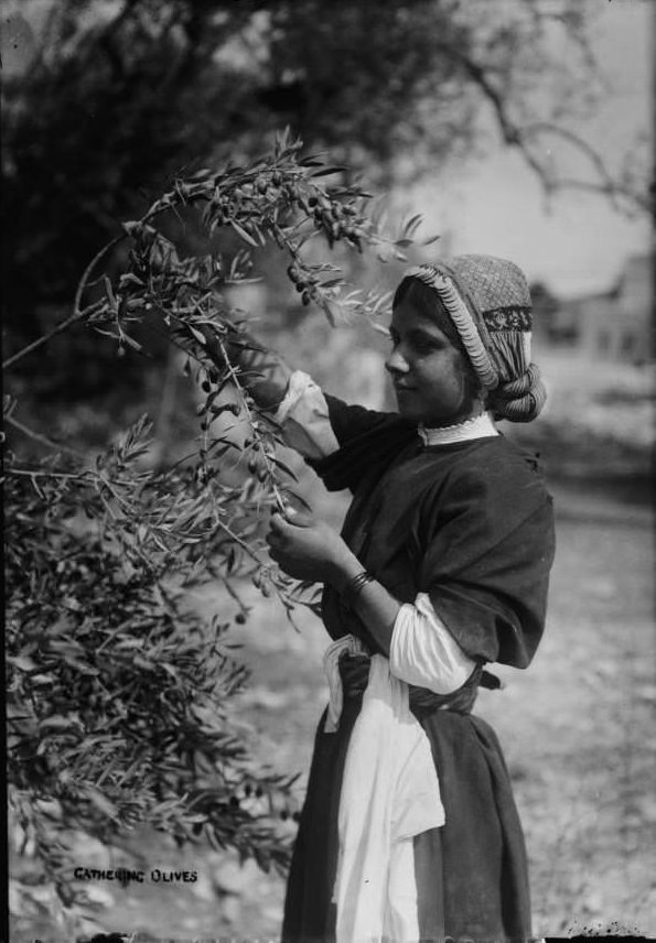 A young girl picks olives, Circa 1900-1920