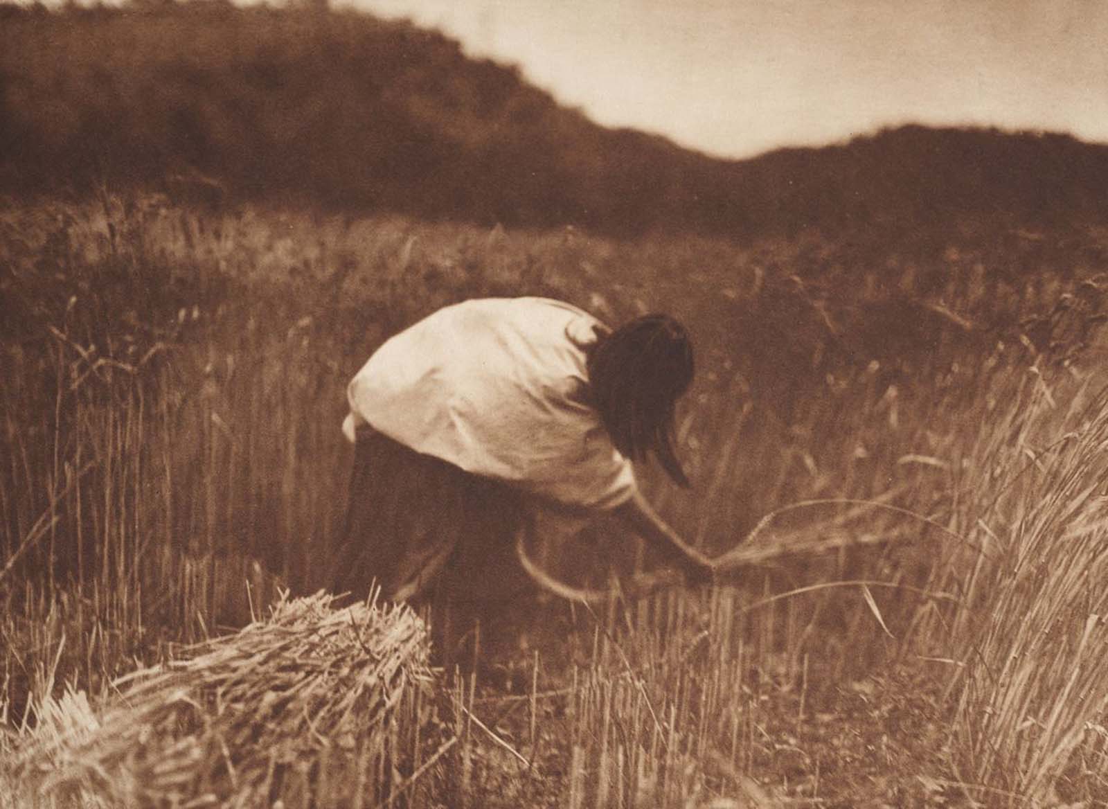 An Apache woman reaps grain. 1910.