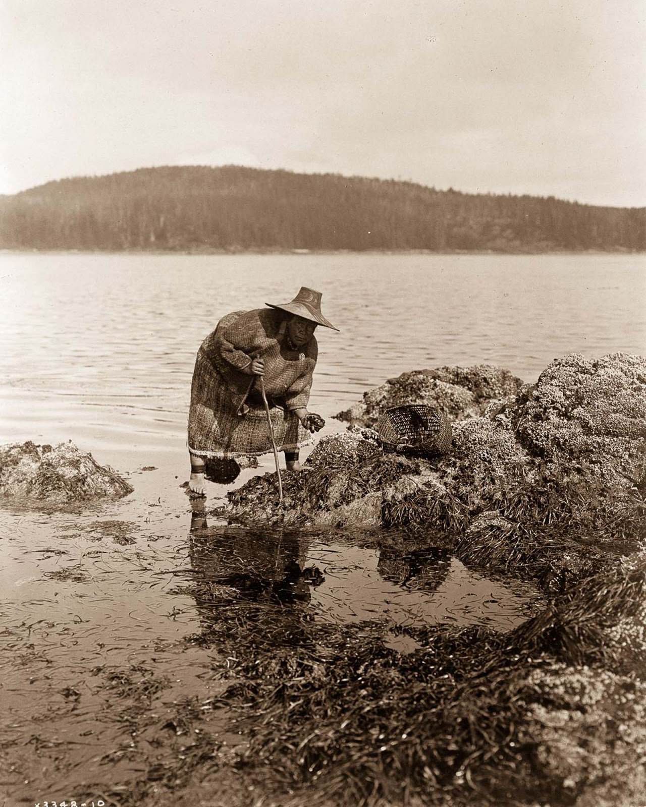 A Kwakiutl gatherer hunts abalones in Washington. 1910.