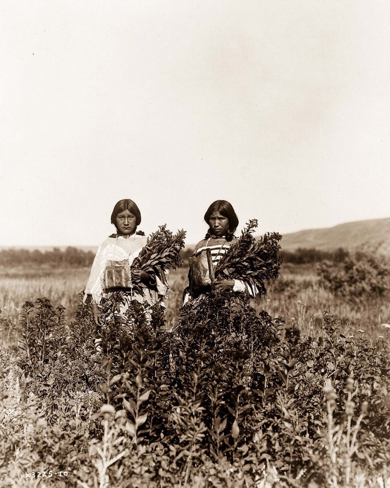 Piegan girls gather goldenrod. 1910.