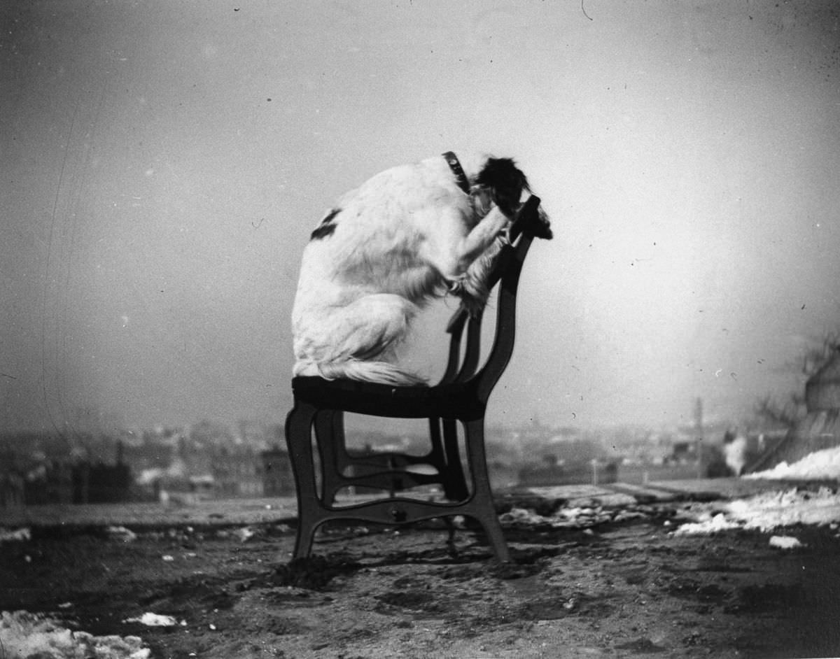 H.B. Leckler’s dog Mace poses atop a chair in Fort Greene.Dec. 9, 1886