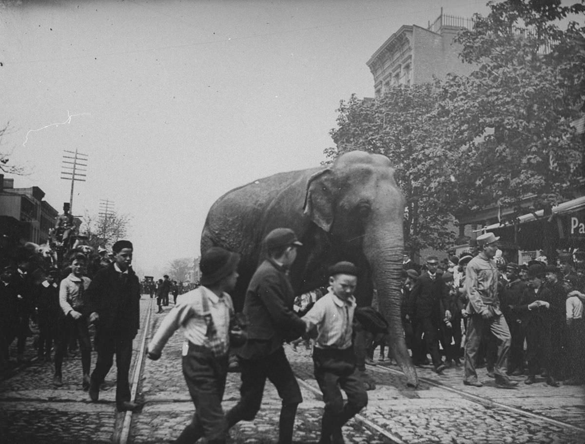 An elephant from the Barnes Circus walks down Atlantic Street in Brooklyn June 1, 1891