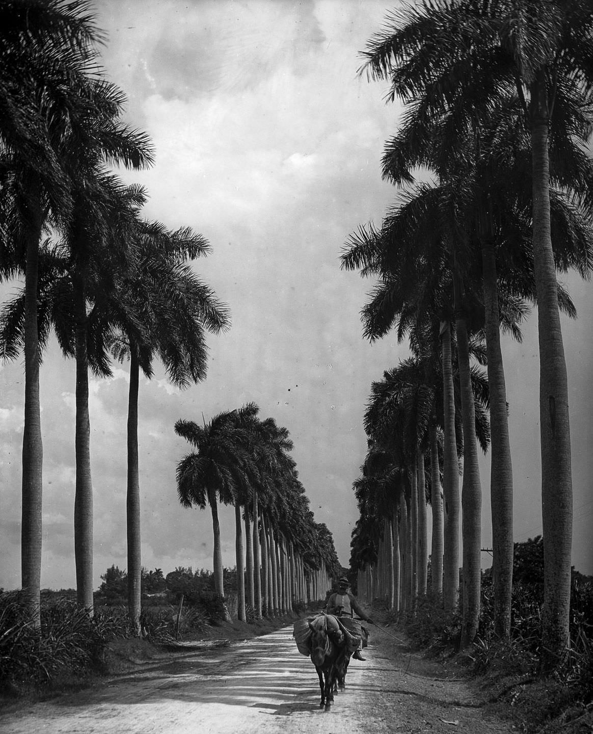 An avenue of palms on the outskirts of Havana, 1903