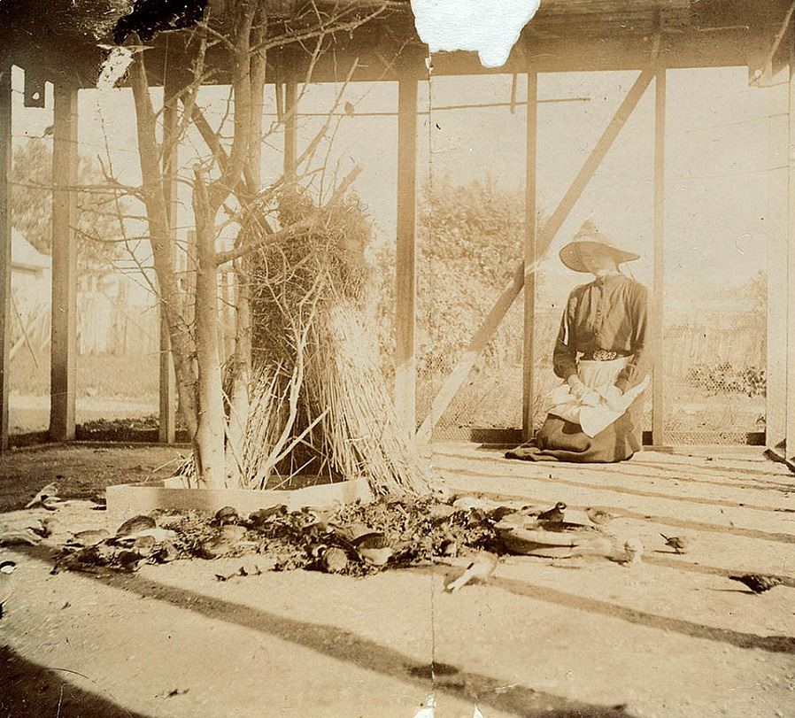 A woman in a bonnet and apron inside an aviary in Sydney circa 1885-1890, watching small birds eating seeds from a handmade feeder