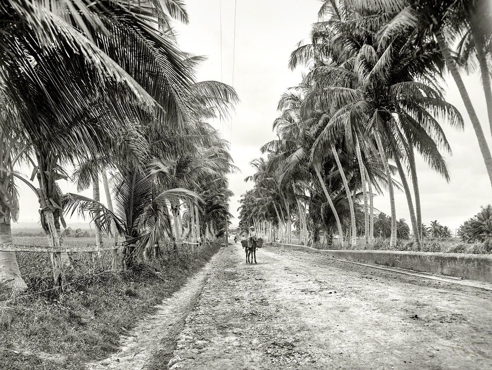 The Military Road, San Juan, Puerto Rico, 1901