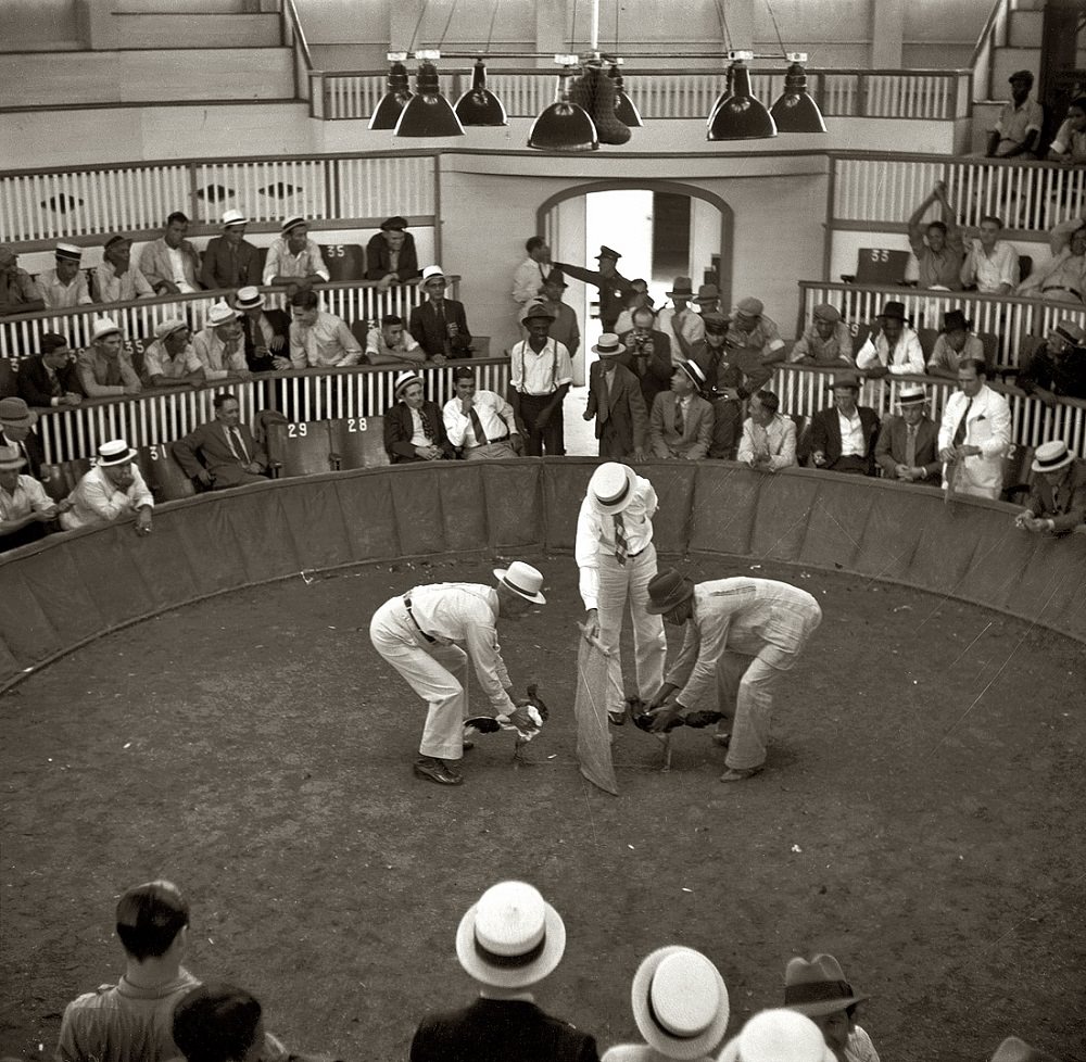 The beginning of the cockfight, Puerto Rico, December 1937