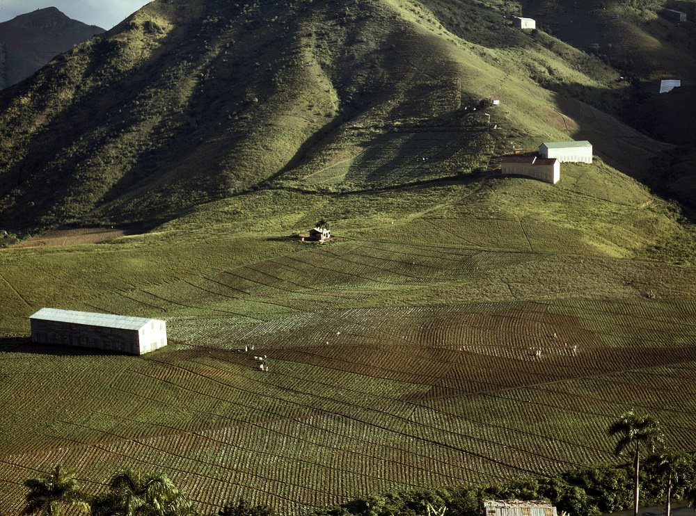 Cultivating tobacco at the Puerto Rico Reconstruction Administration experimental area, vicinity of Cayey, December 1941