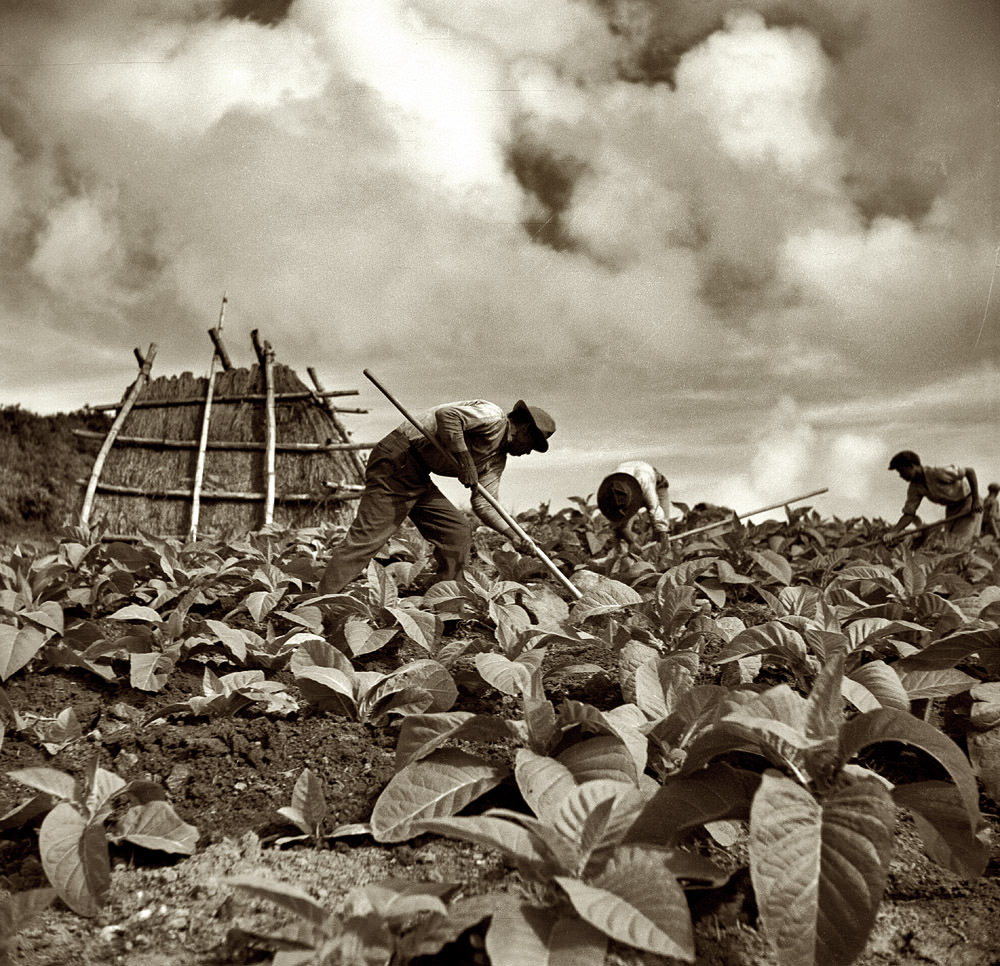 Workers in a tobacco field, Puerto Rico, January 1938