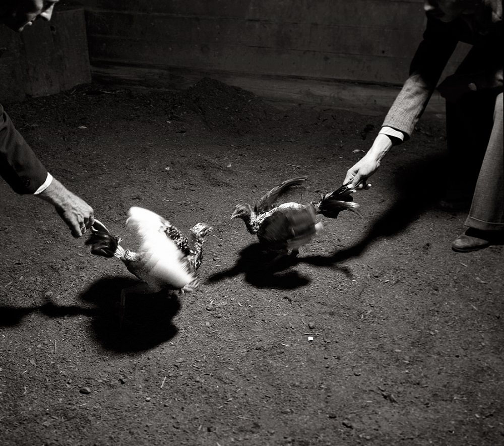 Gamecocks in the training arena in Puerto Rico, December 1937