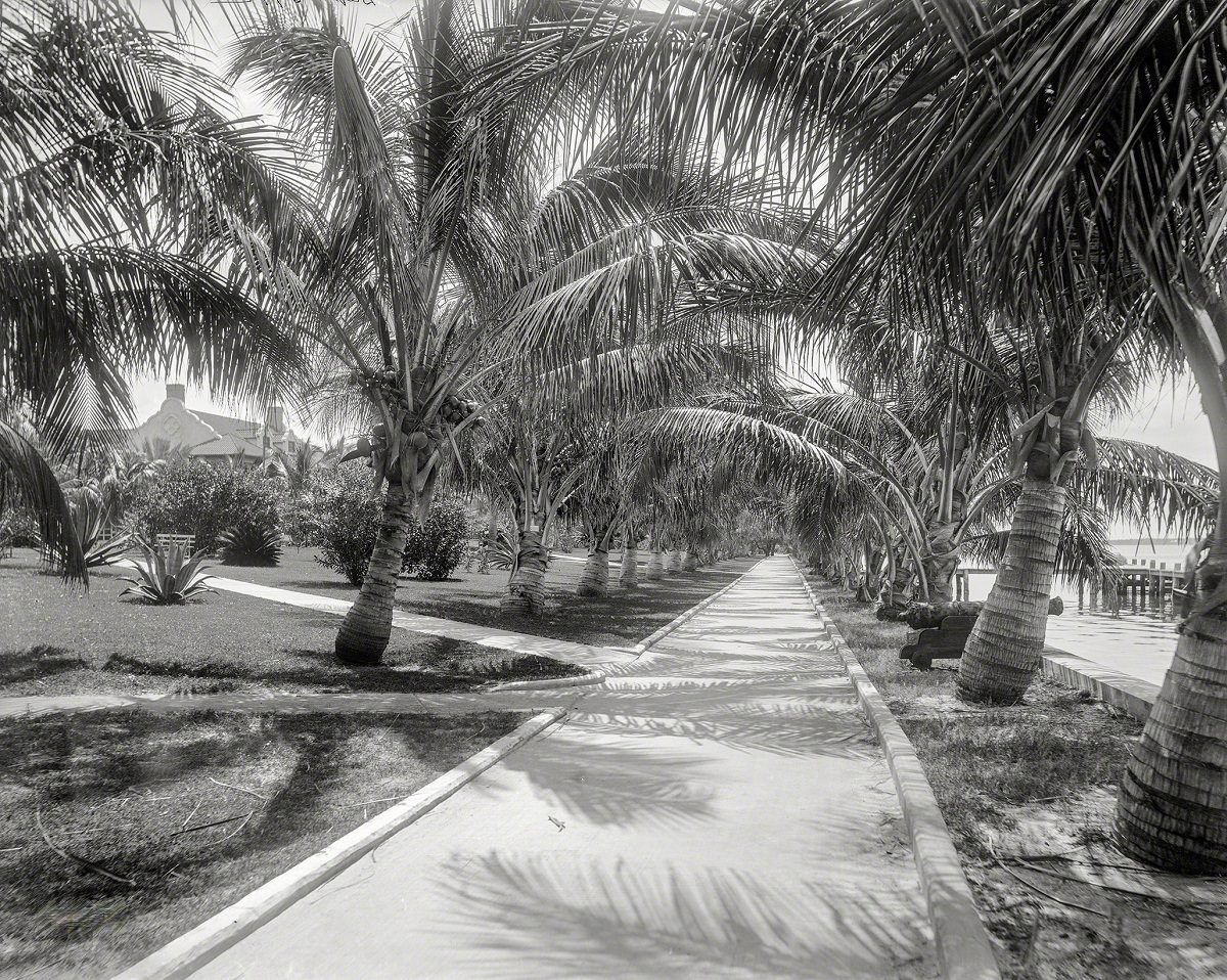 Palm walk on Lake Worth, Palm Beach, Florida circa 1897.