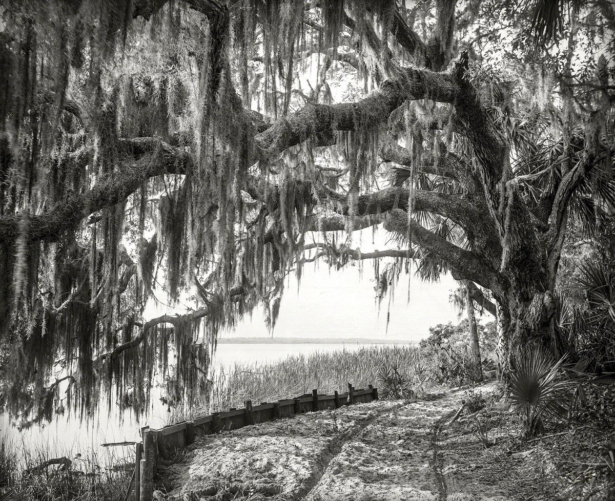 Royal arch oak with Spanish moss, Ormond, Florida, 1894