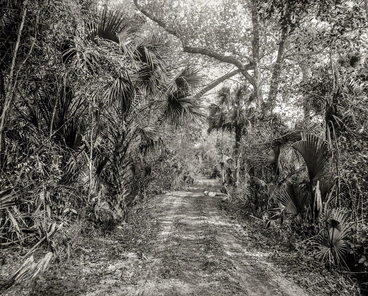The Hammock Road near Ormond, Volusia County, Florida, circa 1897