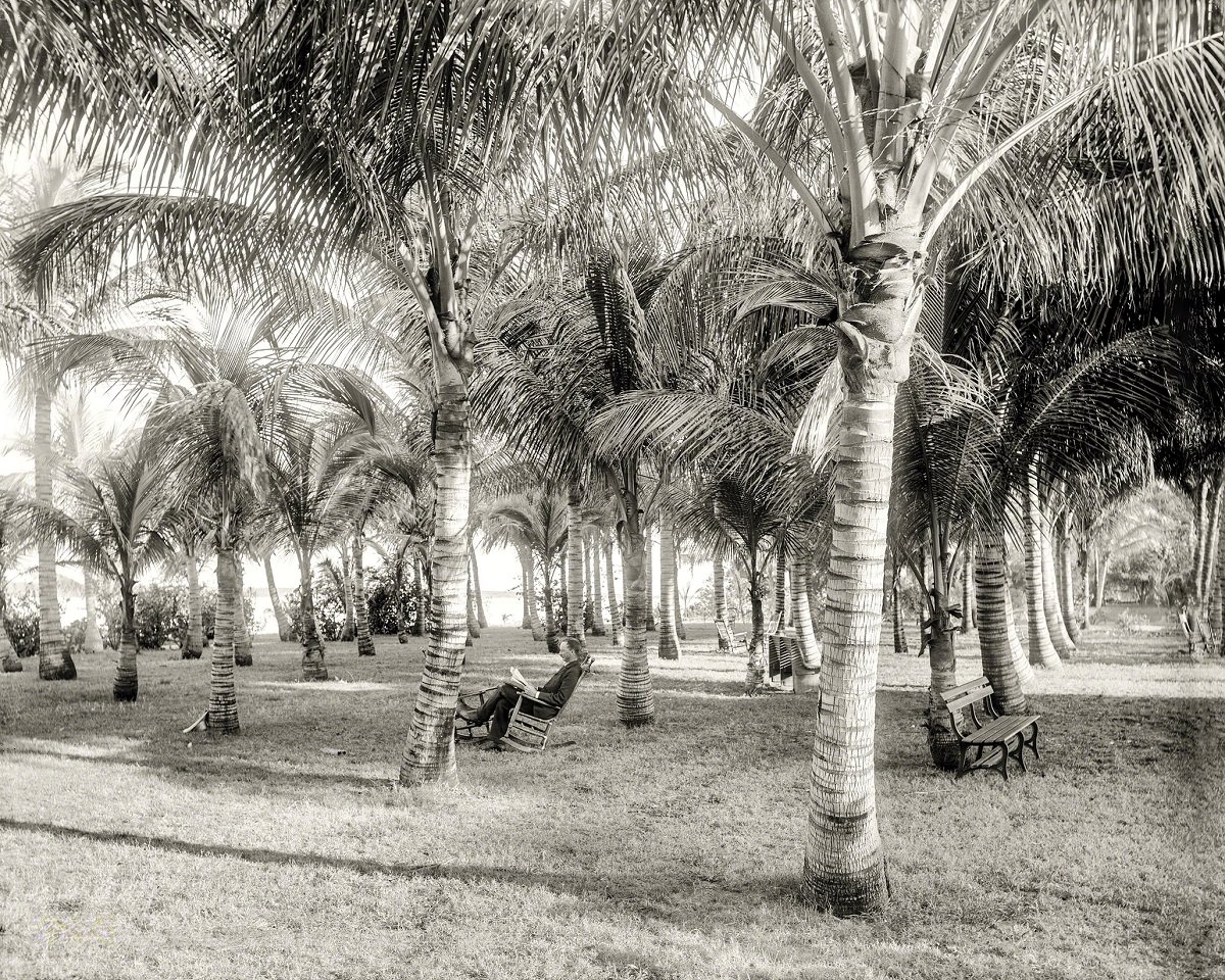 Cocoanut grove at McCormick's, Lake Worth, Florida, 1896
