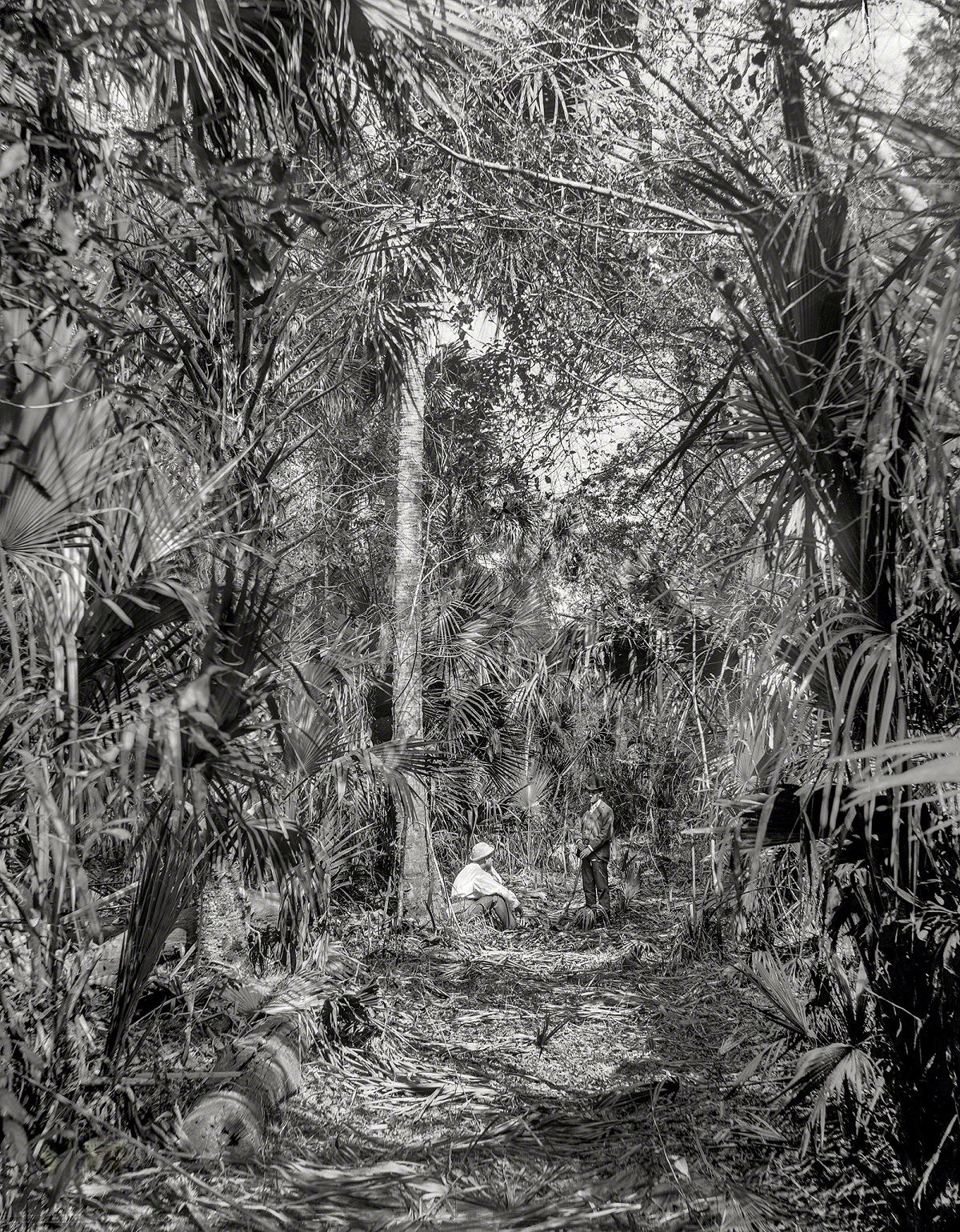 In the Ormond hammockm Volusia County, Florida, 1897