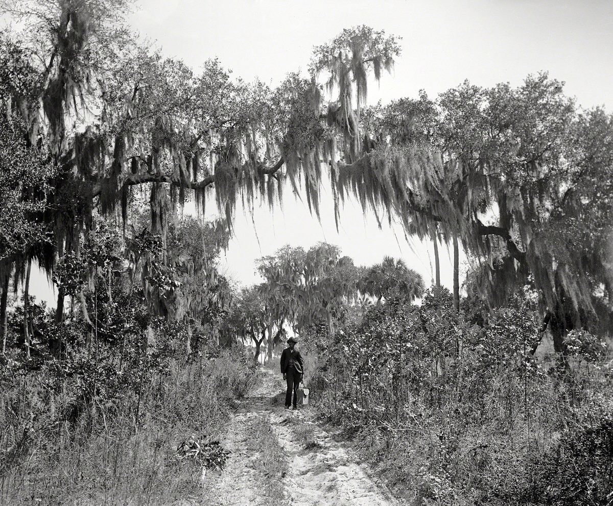 Road near Rockledge, Florida circa 1897