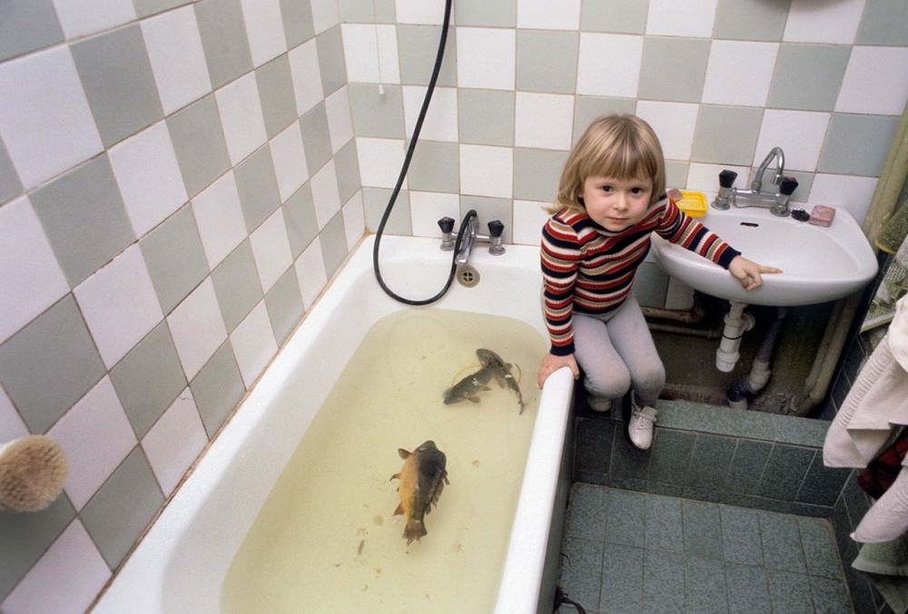 Live carp; preparing for Christmas Eve dinner, 1980s.