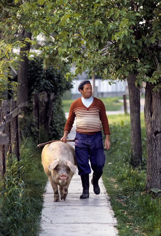 Walking the pig home in a small village, 1980s.