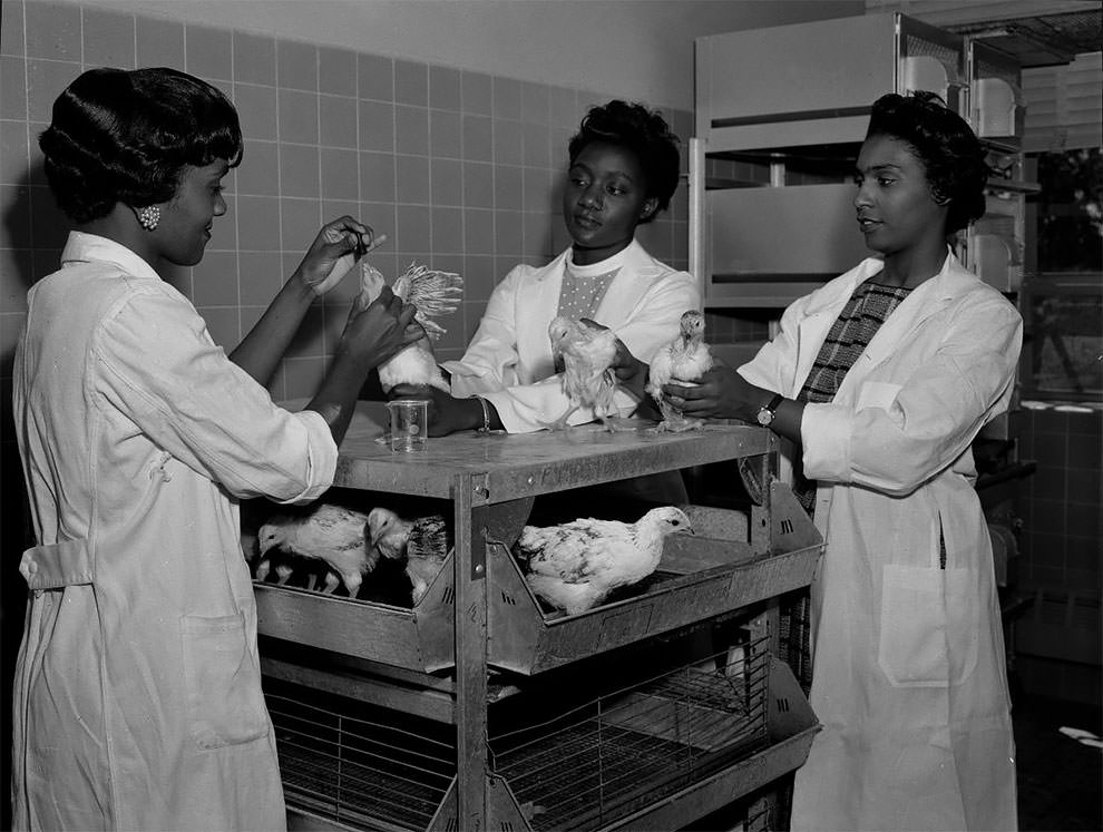 Nurses feeding chickens participating in Cornell Johnson experiment at Howard University.