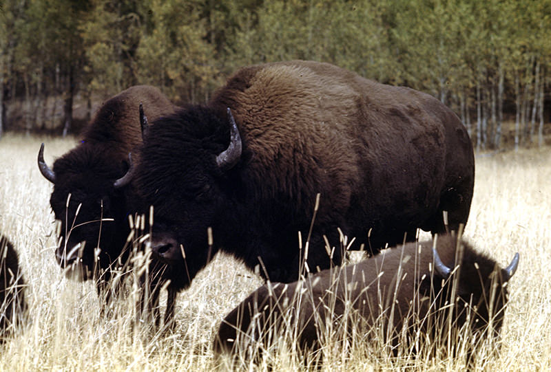 Bisons at Jackson Hole Valley, Wyoming, 1948.