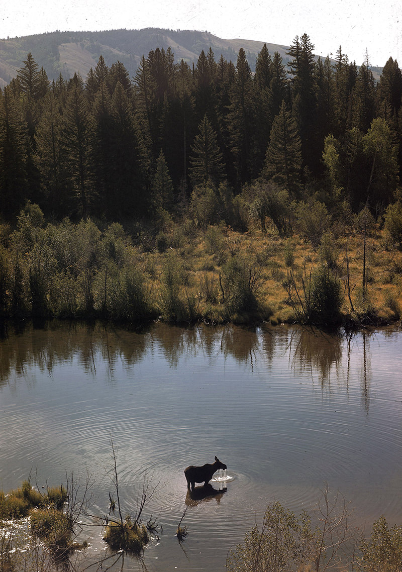 Moose feeding in stream, Jackson Hole, Wyoming, 1948.