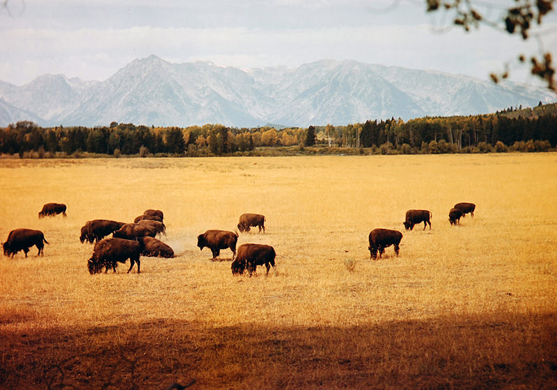 Jackson Hole Valley, Wyoming, 1948.