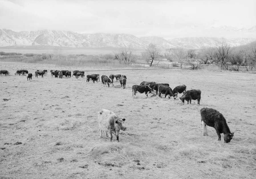 Cattle in south farm, Manzanar Relocation Center, California.