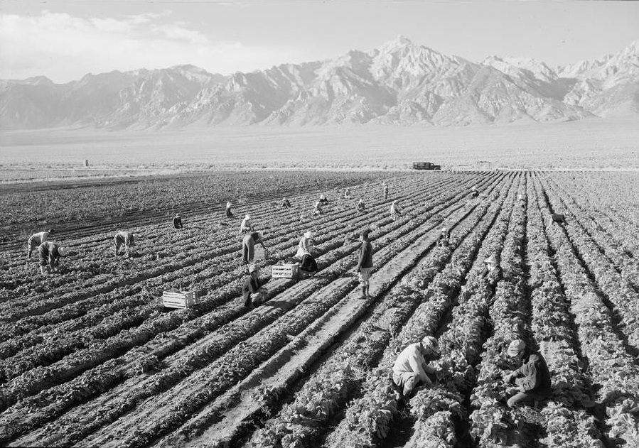 Farm workers harvesting crops in field, mountains in the background.