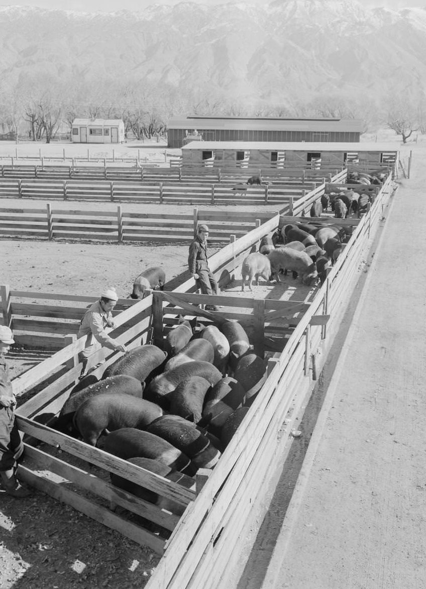 Hogs in pens being tended by a group of men, barn and mountains in the distance.