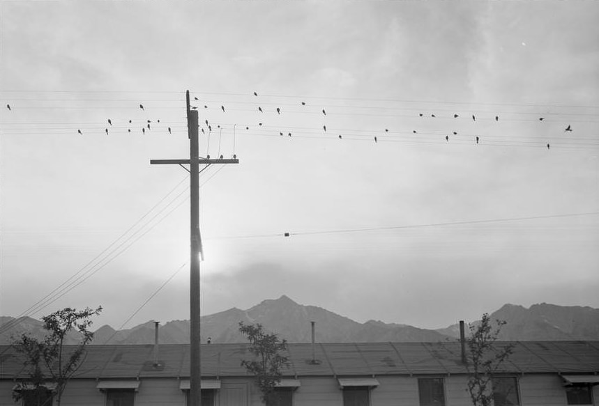 Birds sit on power lines above buildings, mountains and setting sun in the background.