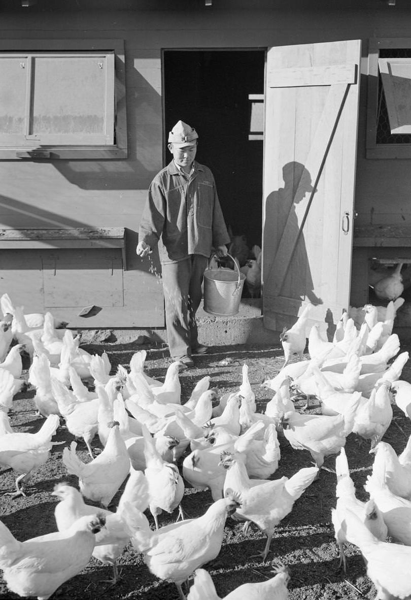 Mori Nakashima, full-length portrait, standing, facing front, scattering chicken feed from a pail in front of a chicken coop.