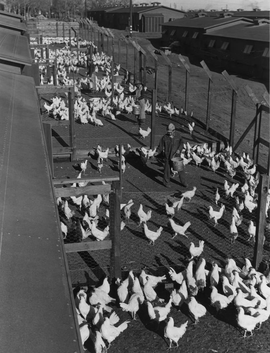 Aerial view of Mori Nakashima scattering chicken feed from a pail in a chicken pen.