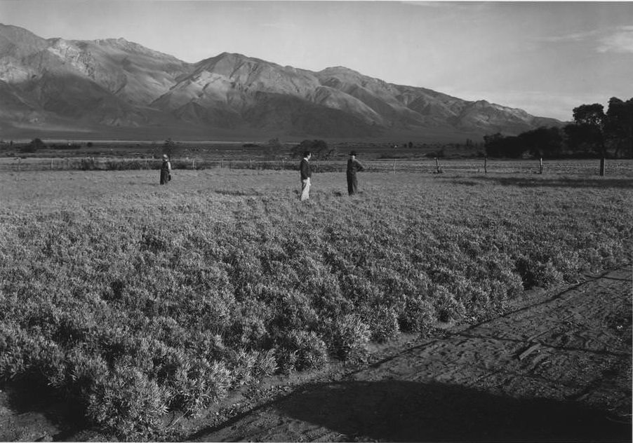 Three men standing in field, mountains in background. According to the caption on the negative sleeve: “The Guayule Project was an important part of the Manzanar enterprise.