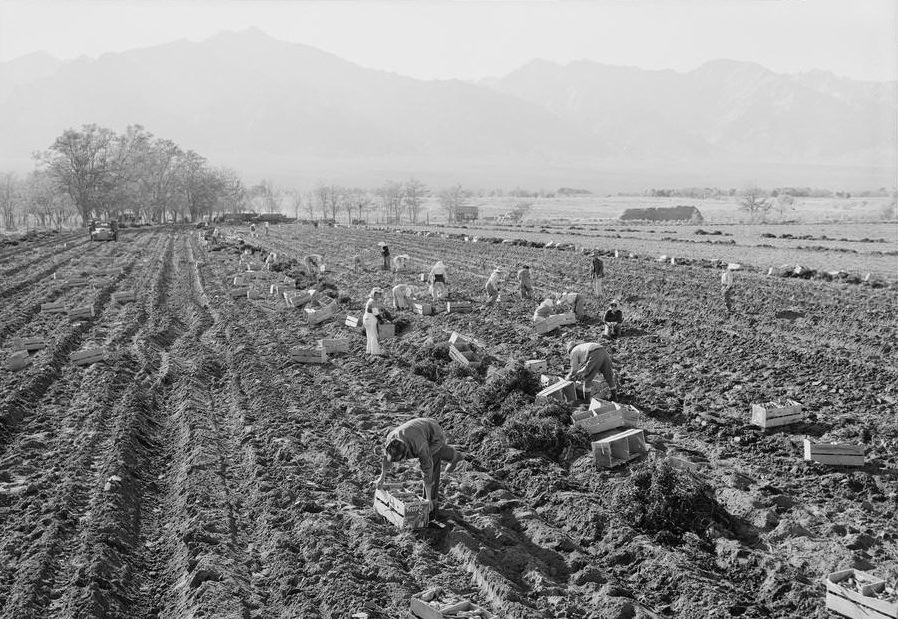 Workers pick potatoes and pack them into crates, mountains in the distance.