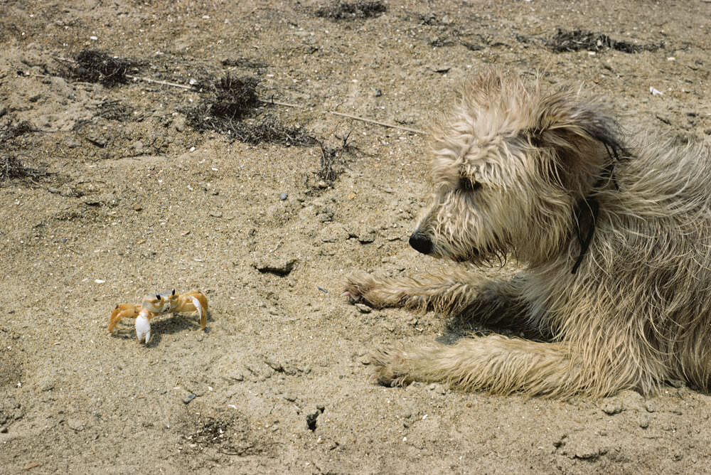 Nags Head: Dazzling Photos Show The Beach Lives Of North Carolina In The Summer Of 1975