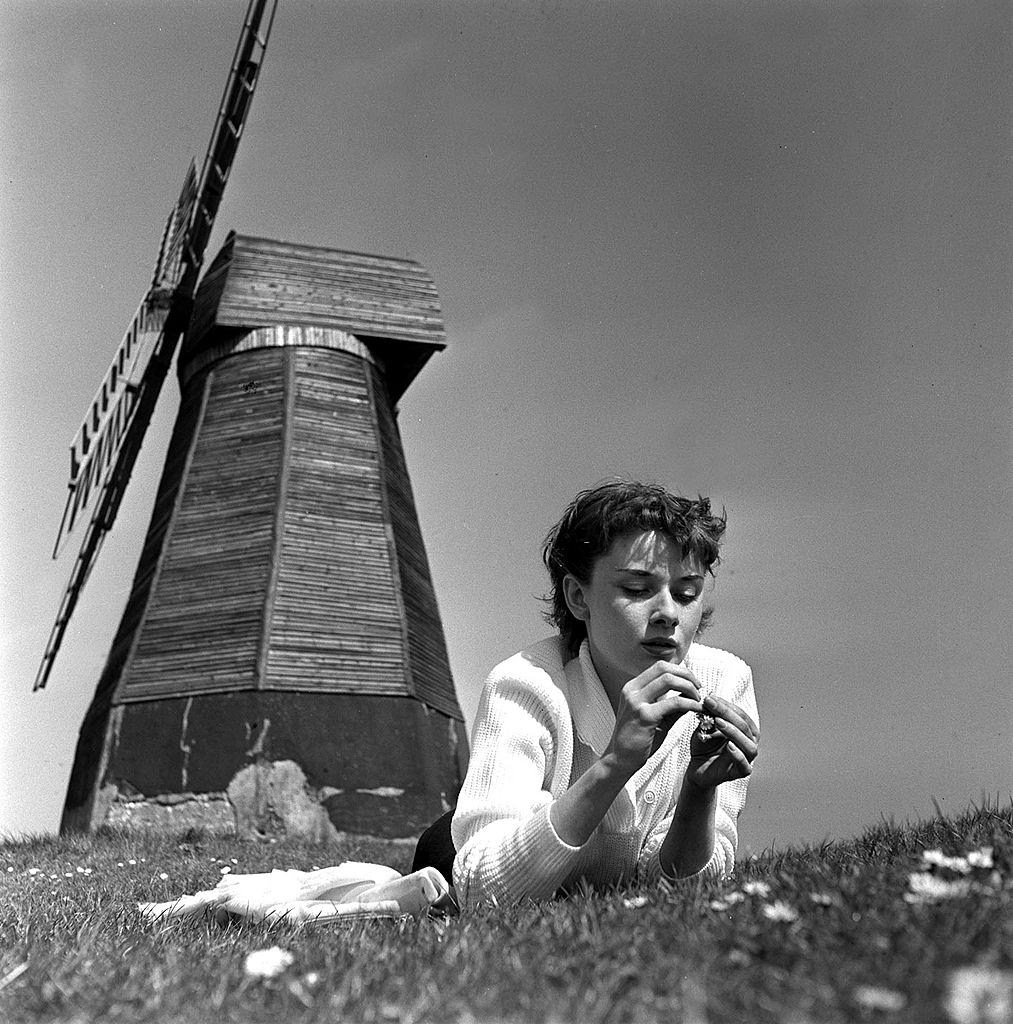 Audrey Hepburn pictured picking flowers in an open field with a windmill behind her, 1951.