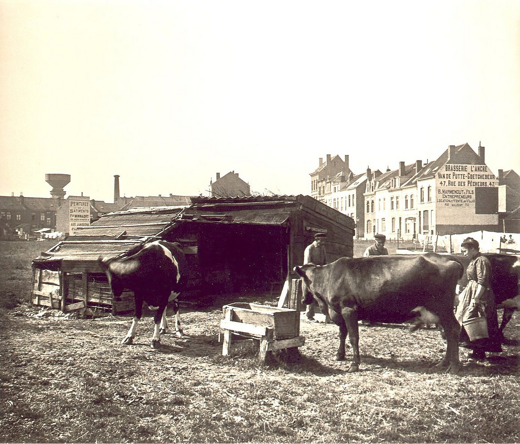 Milking cows, Knokke-Heist, 1906