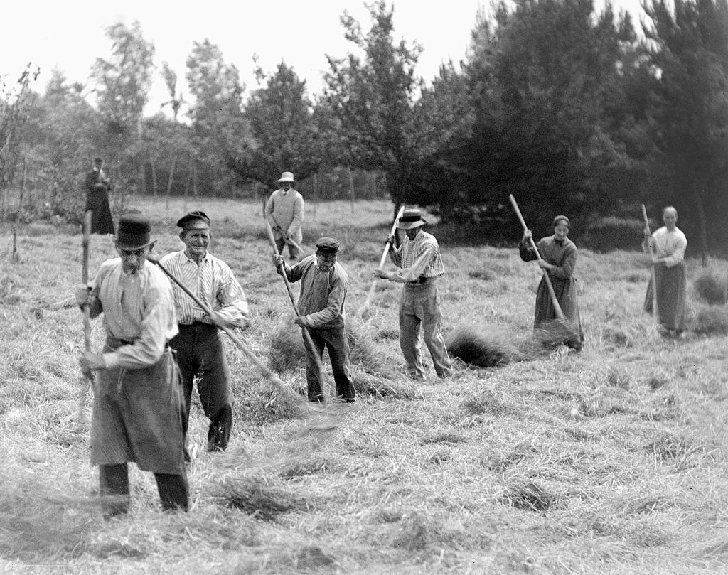 Field workers rake hay in Belgium, 1900