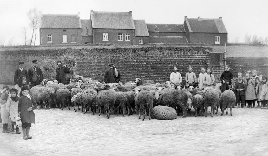 Villagers gather around a herd of sheep in Belgium, ca. 1900